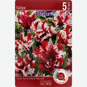 Луковицы ЧТМ fantasy brands Тюльпан попугайный Эстелла Рижнвельд 11/12 153-1, Польша, 5 шт