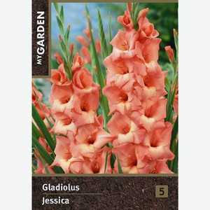 Луковицы MY GARDEN Гладиолус крупноцветковый Джессика, 3шт