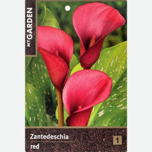 Луковицы MY GARDEN Калла, красная