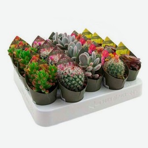 Микс кактус/суккулент, d 3,5 h 5 см