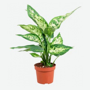 Живое растение Диффенбахия Марс в горшке d 12 см, 1 шт