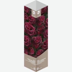 Саженцы Роза в коробке микс в ассортименте, 1 шт