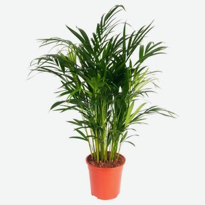 Живое растение пальма Арека Хризалидокарпус в горшке d 24 h 130 см, 1 шт