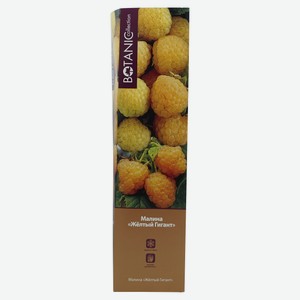 Малина садовая «Цветочный альянс» Гигант желтый