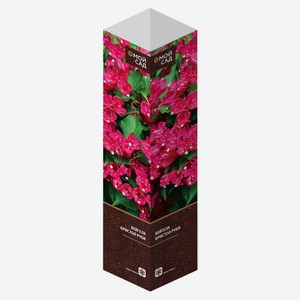 Саженцы «Флора групп» Вейгела Бристол Руби C1, 1 шт