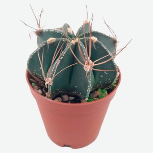 Живое растение Кактус Астрофитум в горшке d 5,5 h 5 см, 1 шт