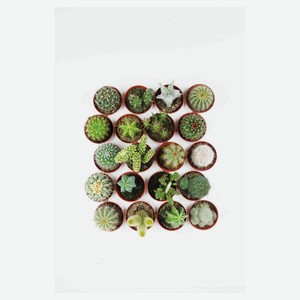 Кактус микс, d 5,5 h 10 см