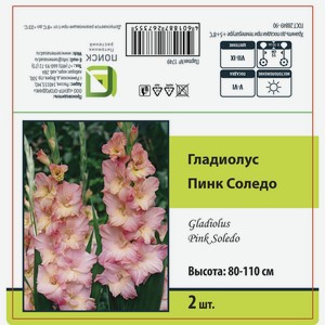 Гладиолус крупноцветковый Пинк Соледо 2 шт.