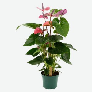 Живое растение Антуриум Кавалли в горшке d 14 h 50 см, 1 шт