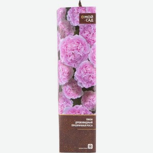 Саженец Пиона Микс в тубе, 1шт