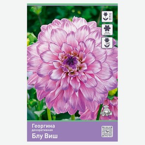 Луковицы «Поиск» Георгина, 1 шт