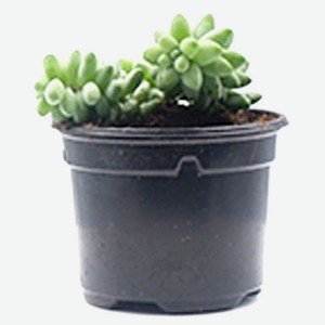 Седум «ЕТК» Burito, d 9 см