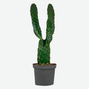 Живое растение Кактус Опунция красная в горшке d 9 h 25 см, 1 шт