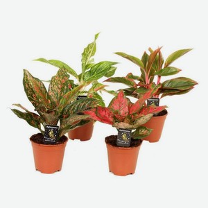 Живое растение Аглаонема Колор Стар микс в горшке, d 12 h 35 см