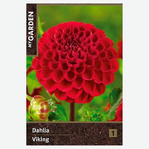 Георгина помпонная My Garden Викинг, 1 шт