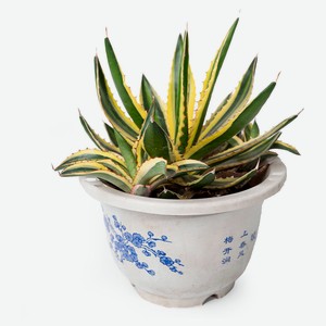 Живое растение суккулент Агава Квадриколор в горшке d 18 h 30 см, 1 шт