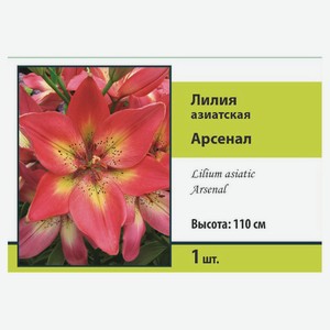 Луковичные цветы «Поиск» Лилия, 1 шт