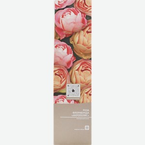 Саженцы KOLIBRI Роза, микс 2