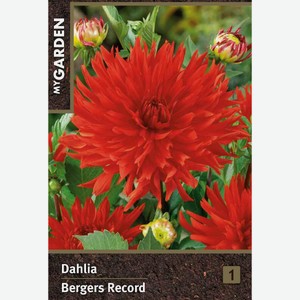 Луковица MY GARDEN Георгина кактусовая Бергерс Рекорд, шт