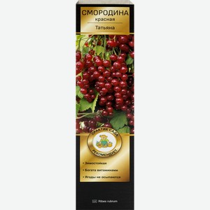 Саженцы ПОИСК плодовый скрасн.смор,черн.смор,мал., Россия