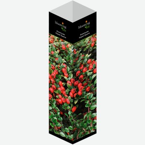 Саженцы BLOOMING LIFE Кизильник Корал Бьюти (в тубе), Россия