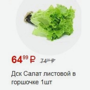 Дск Салат листовой в горшочке 1шт
