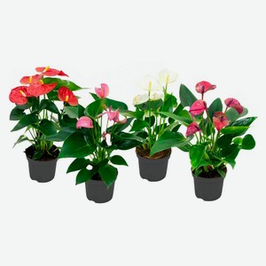 Живое растение Антуриум Андреанум микс в ассортименте в горшке d 14 h 50 см, 1 шт