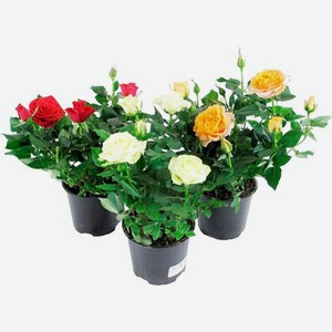 Цветы живые Роза кустовая микс
