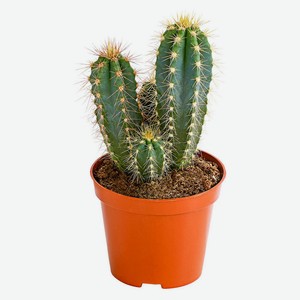 Пилозоцереус, d 8 h 15 см