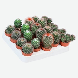 Живое растение Кактус Маммиллярия микс в ассортименте в горшке d 5,5 h 8 см, 1 шт