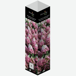 Саженец гортензии в ассортименте, 1 шт