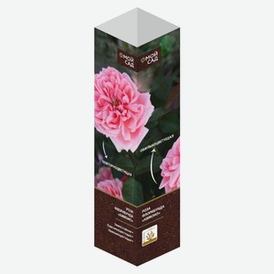 Роза Флорибунда микс, 1 шт