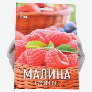 Малина «Поиск»