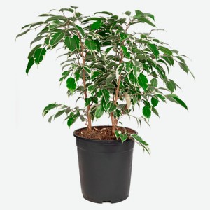 Живое растение Фикус Бенджамина в горшке d 21 см, 1 шт