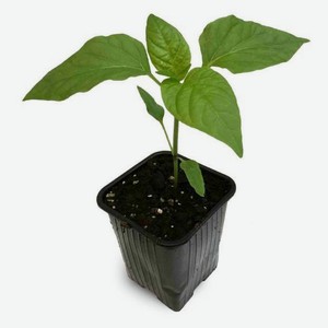 Рассада овощей «Тепличный комбинат» Перец, d 10 см