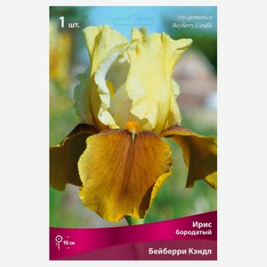 Луковицы «Поиск» Ирис бородатый, 1 шт