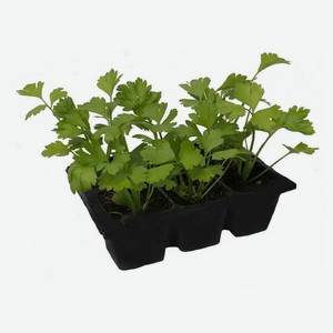 Рассада овощей Сельдерей «ИП Хаустов Б.И.» в кассете, 6 шт