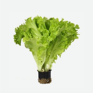 Салат листовой, в горшочке 1шт Экокультура