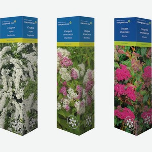 Саженец ПОИСК Спирея в ассорт., Россия, 1 шт