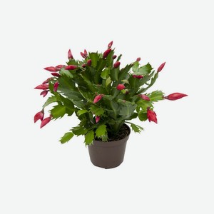 Цветок Шлюмбергера