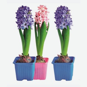 Цветы Гиацинт в горшке