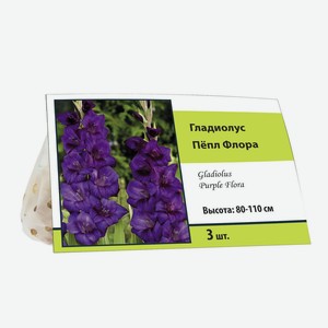 Гладиолус Пёпл Флора, 3 шт