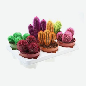 Живое растение Кактус Радуга в горшке d 6 h 10 см, 1 шт