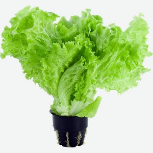 Салат листовой Global Village в горшочке 1шт.