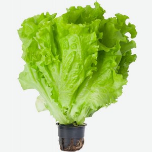 салат афицион 100гр