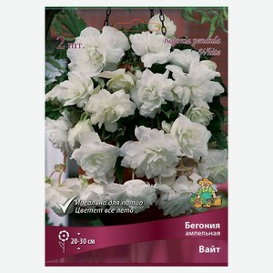 Луковичные цветы «Поиск», 2 шт