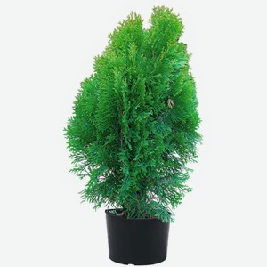 Туя Голден Брабант, Д9