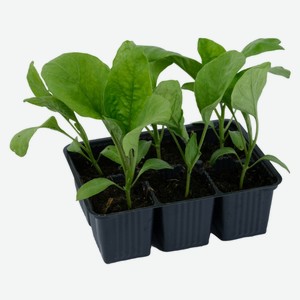 Рассада овощей Баклажан «ЕТК» Алмаз, 6 шт