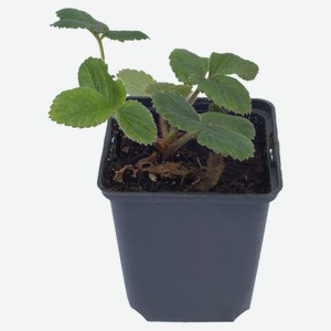 Рассада Земляника садовая «Лаванда» Вима-Ксима, P9