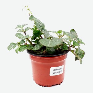 Плектрантус «ЕТК», d 12 h 20 см